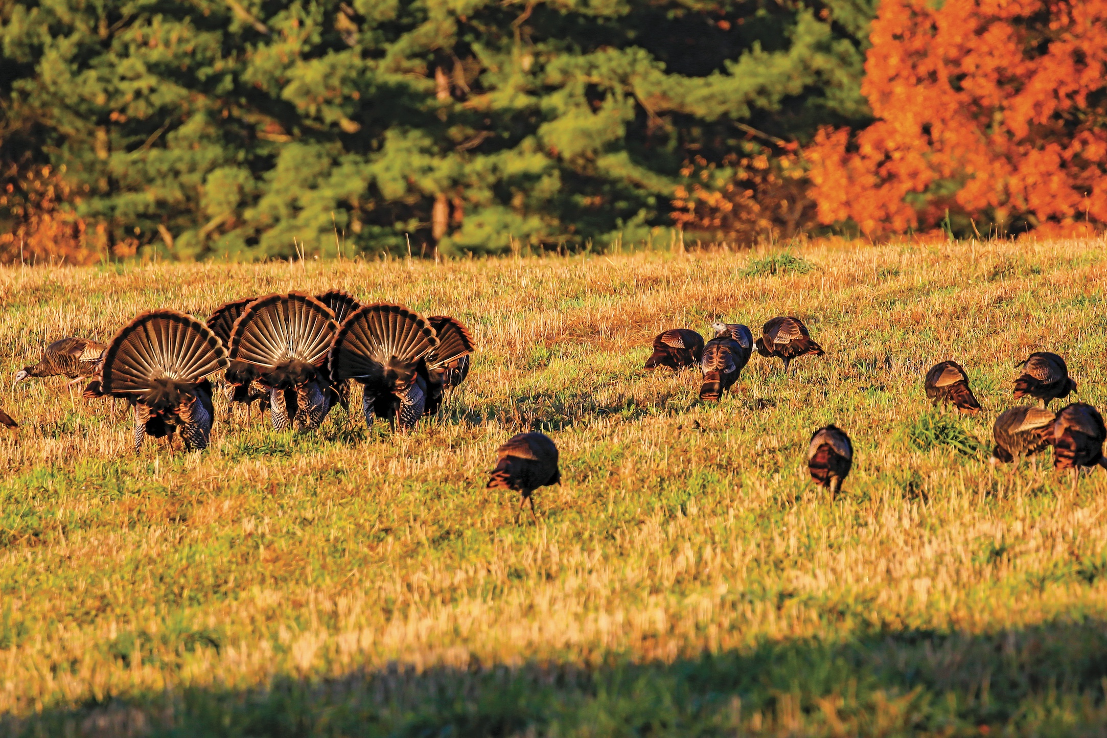 Turkey Calls Explained The Different Types of Calls and Their